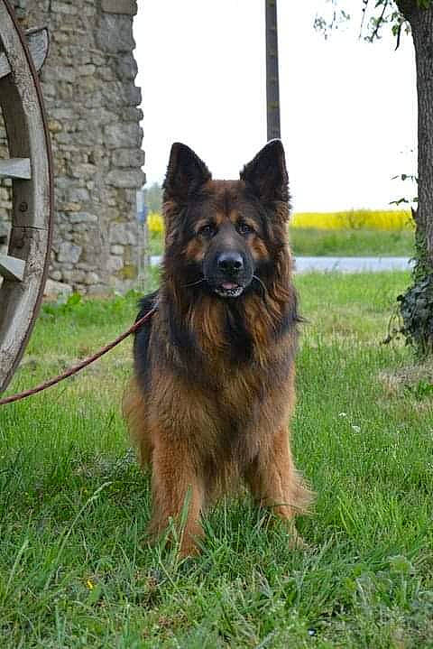Lion a rejoint le concours — aidez-le/la à gagner de superbes lots ! automotive_tire, canidae, carnivore, companion_dog, dog, dog_breed, german_shepherd_dog, grass, guard_dog, herding_dog, plant, sky, sporting_group, terrestrial_animal, tervuren, tire_care, tree, wheel, working_dog