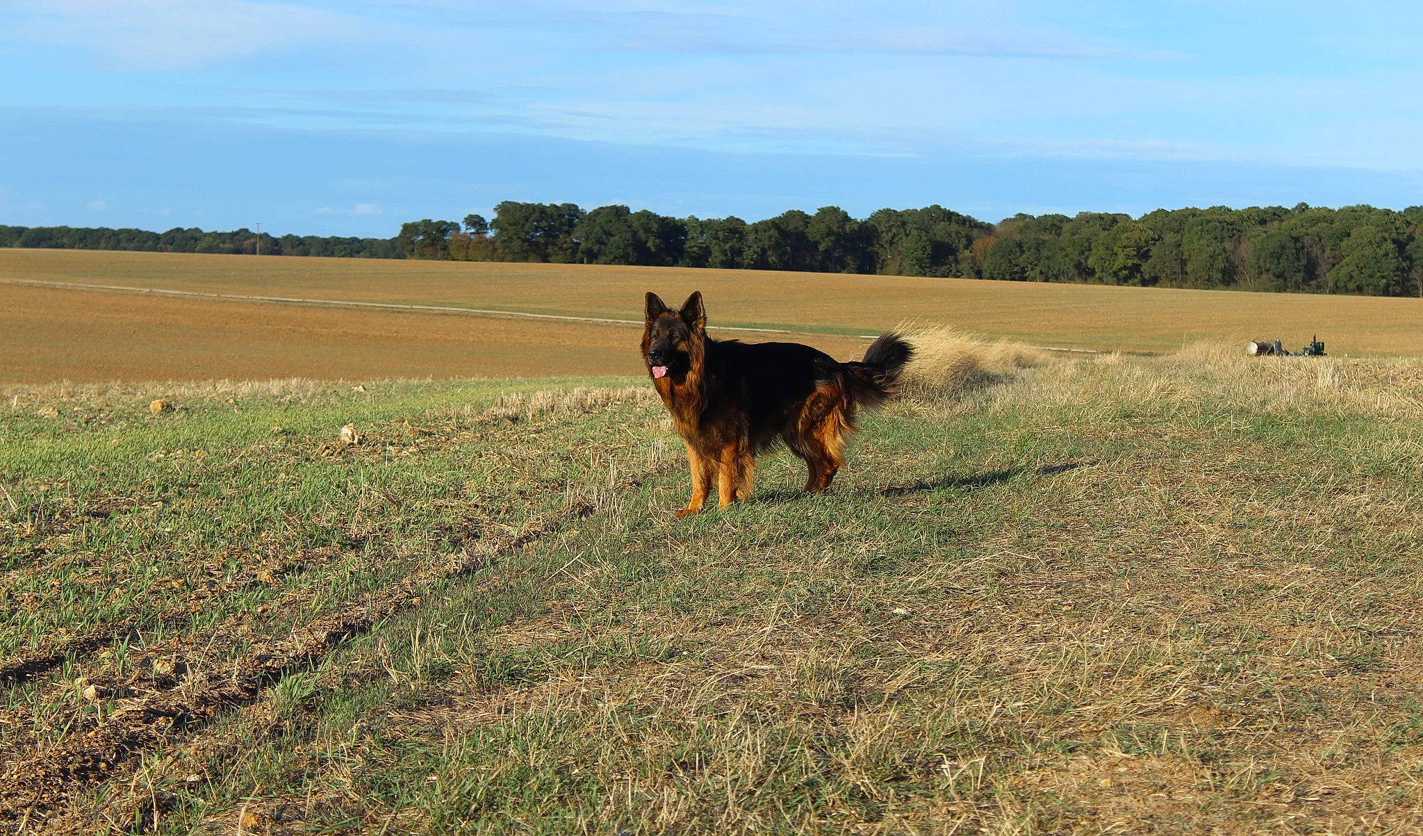 Lion a rejoint le concours — aidez-le/la à gagner de superbes lots ! australian_cattle_dog, carnivore, cloud, dog, dog_breed, ecoregion, fawn, german_shepherd_dog, grass, grassland, herding_dog, king_shepherd, landscape, meadow, old_german_shepherd_dog, plain, sky, sporting_group, tail, tree