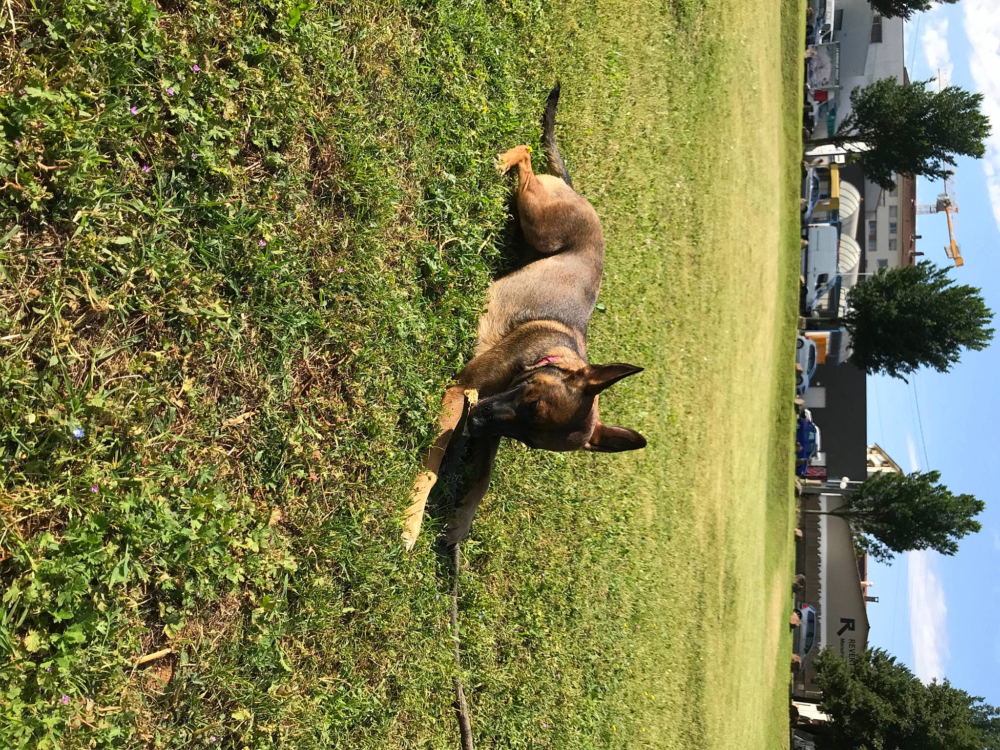 Mira a rejoint le concours — aidez-le/la à gagner de superbes lots ! arecales, canidae, dog_breed, fawn, fun, grass, groundcover, guard_dog, leisure, palm_tree, plant, pole, sky, street_light, tail, terrestrial_animal, tree, trunk, wildlife, working_animal