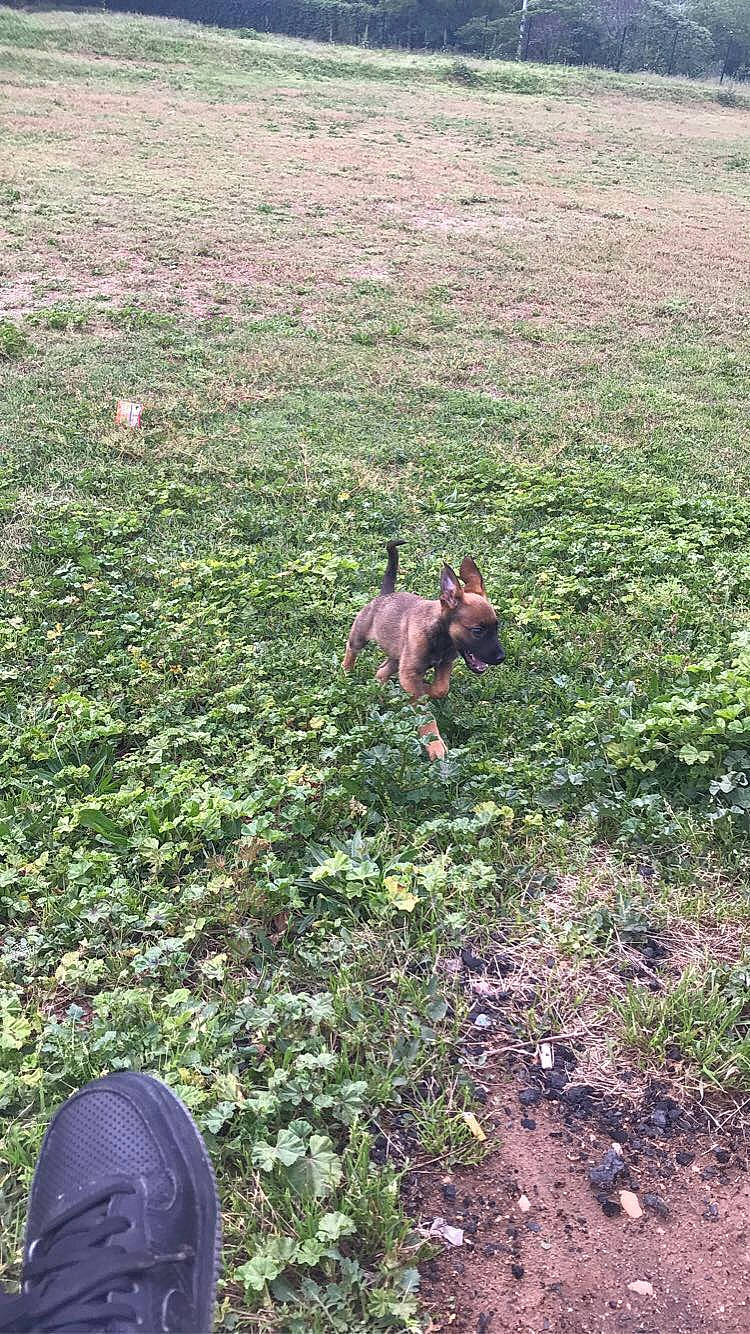 Mira participe au concours pour gagner de l'argent avec cette photo : carnivore, dog, dog_breed, fawn, field, grass, grass_family, grassland, groundcover, landscape, lawn, meadow, pasture, people_in_nature, plant, prairie, shrub, soil, terrestrial_animal, tree