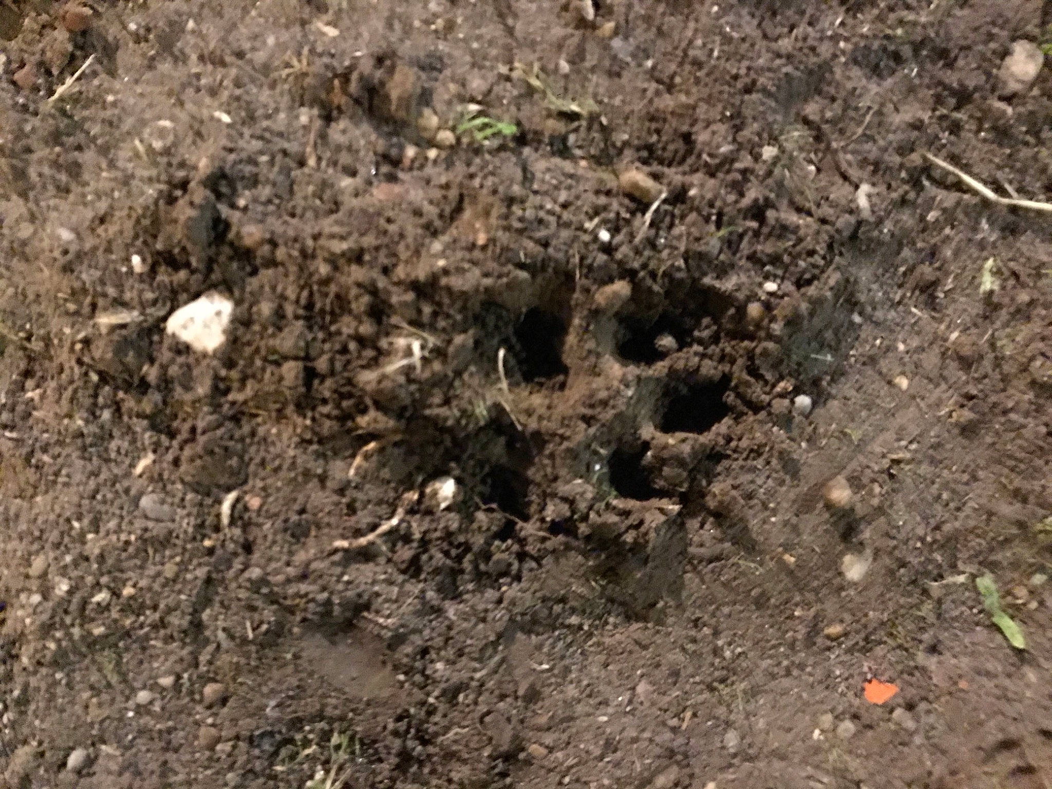 Mira participe au concours pour gagner de l'argent avec cette photo : compost, event, grass, mixture, plant, sedge_family, soil, terrestrial_animal, terrestrial_plant