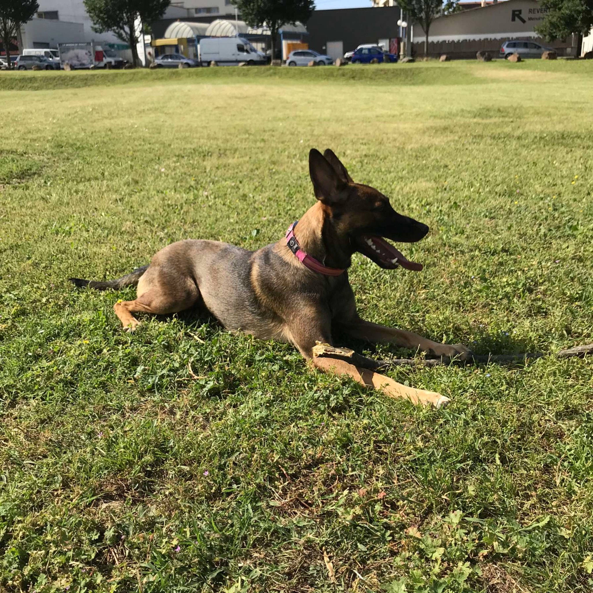 Mira a rejoint le concours — aidez-le/la à gagner de superbes lots ! canidae, carnivore, collar, companion_dog, dog, dog_breed, east_european_shepherd, fawn, german_shepherd_dog, grass, herding_dog, king_shepherd, lawn, old_german_shepherd_dog, plant, snout, sporting_group, tree, wheel, working_animal