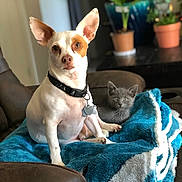 Dexter is registered to the contest to win money with this photo: dog, cat, blanket, chair, pet, indoor, animal, cute, gray_cat, small_dog, collar, potted_plant, fur, ears, relaxing, companion, home, cozy, brown_chair, curious