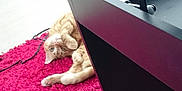 Simba a rejoint le concours — aidez-le/la à gagner de superbes lots ! cat, orange_tabby, pet, animal, indoor, rug, red_rug, furniture, curious, playful, paw, whiskers, ears, floor, cozy, relaxed, domestic_cat, upside_down, cute, fur