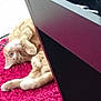 animal, cat, cozy, curious, cute, domestic_cat, ears, floor, fur, furniture, indoor, orange_tabby, paw, pet, playful, red_rug, relaxed, rug, upside_down, whiskers
