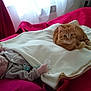 Simba a rejoint le concours — aidez-le/la à gagner de superbes lots ! baby, sleeping, blanket, bed, red_bedspread, cat, orange_tabby, curious, indoor, resting, cozy, tucked_in, pacifier, soft_lighting, window_light, curtains, quiet, peaceful, pet, domestic