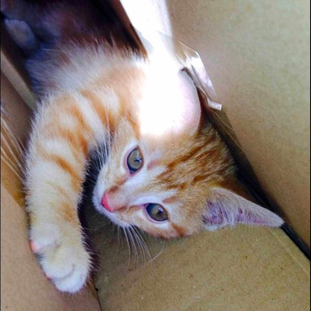 Simba participe au concours pour gagner de l'argent avec cette photo : animal, cardboard_box, cat, closeup, curious, cute, ears, feline, fur, indoor, kitten, light, orange_tabby, paw, pet, playful, resting, shadow, whiskers, young