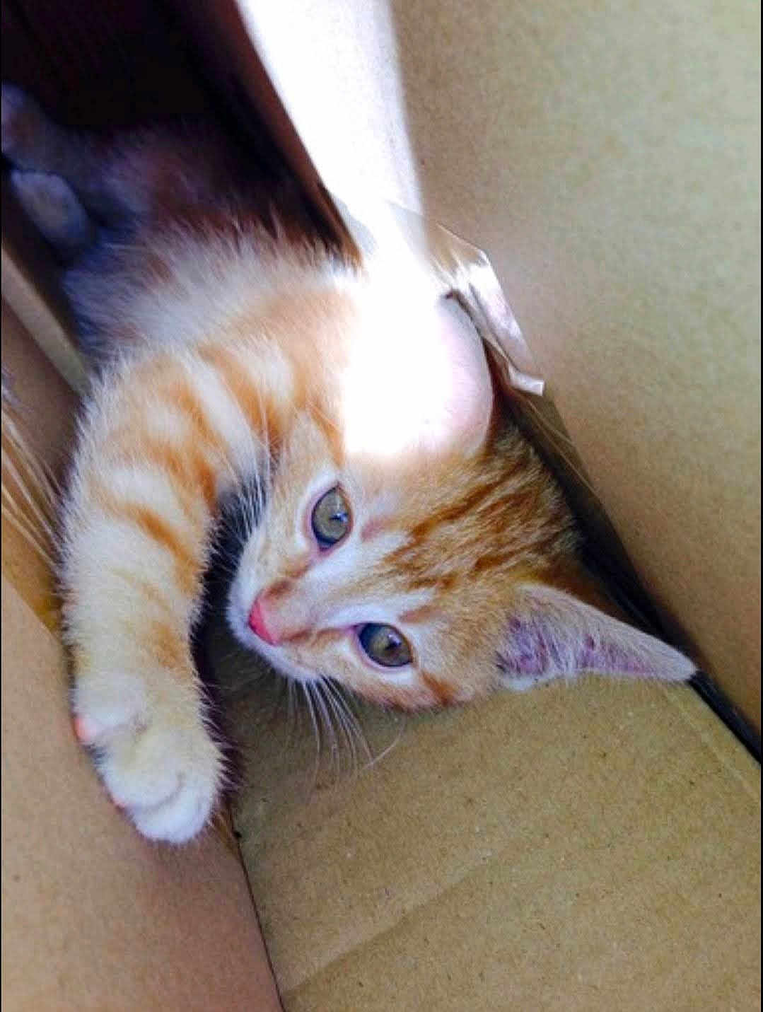 Simba participe au concours pour gagner de l'argent avec cette photo : kitten, cat, orange_tabby, cardboard_box, paw, curious, pet, animal, feline, young, cute, playful, indoor, whiskers, ears, fur, light, shadow, closeup, resting