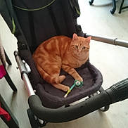 Simba a rejoint le concours — aidez-le/la à gagner de superbes lots ! cat, orange_tabby, stroller, indoor, toy, floor, chair, desk, pet, animal, curious, relaxed, feline, domestic, cozy, seat, wheel, handlebar, home, resting