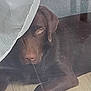 Anakine participe au concours pour gagner de l'argent avec cette photo : animal, brown, calm, canine, chocolate_brown, curtain, dog, domestic, floor, glass_door, home, house, indoor, looking, lying_down, pet, quiet, reflection, resting, window