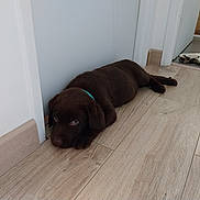 Anakine a rejoint le concours — aidez-le/la à gagner de superbes lots ! animal, brown, canine, collar, cute, dog, domestic, doorway, floor, home, indoor, larger_dog, lying_down, pet, puppy, relaxing, resting, white_wall, wooden_floor, young_dog