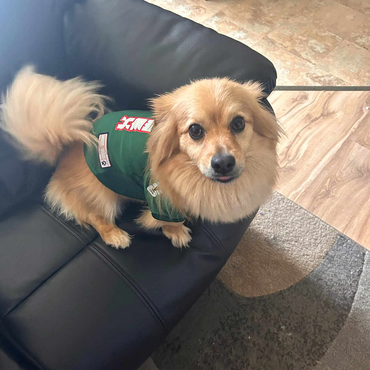 Mocha joined the competition — help win amazing prizes! dog, pet, indoor, couch, leather, fur, green_jacket, tail, floor, rug, wooden_chair, curious, tongue_out, small_dog, cute, animal, companion, looking_up, furniture, home