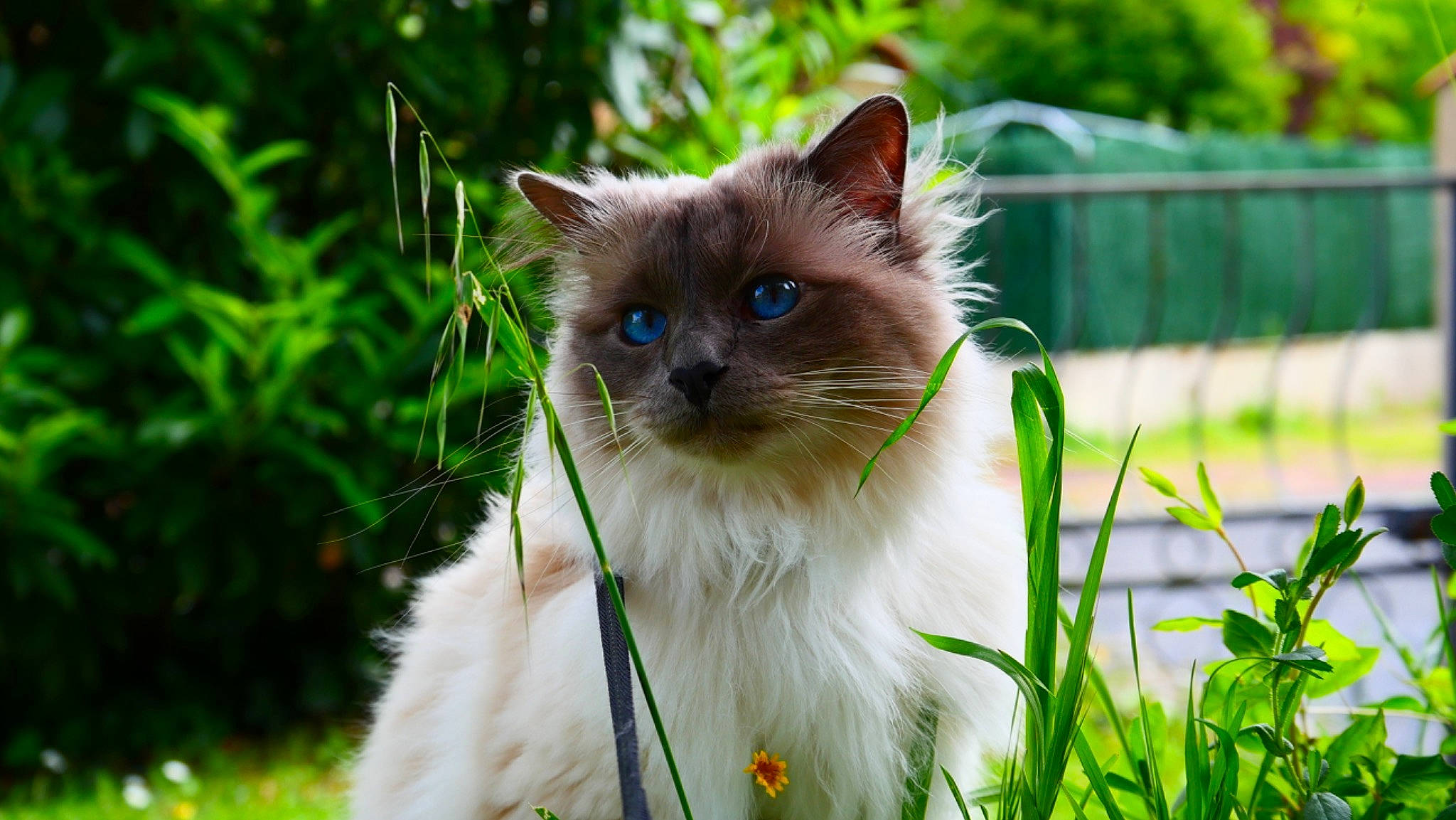Simba participe au concours pour gagner de l'argent avec cette photo : balinese, birman, carnivore, cat, electric_blue, fawn, felidae, fence, fur, grass, iris, plant, ragdoll, siamese, small_to_medium_sized_cats, tail, terrestrial_animal, thai, tree, whiskers