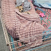 Caramelita is registered to the contest to win money with this photo: blanket, carpet, colorful_mat, cozy, cute, dog, floor, fuzzy, gray_blanket, indoor, pet, pink, playpen, puppy, resting, sleepy, small_dog, snug, star_toy, toy