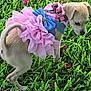 Caramelita joined the competition — help win amazing prizes! adorable, animal, blue_bow, closeup, curious, cute, daylight, dog, flower_petals, grass, greenery, nature, outdoor, pet_clothing, pink_tutu, playful, puppy, small_dog, summer, young_dog