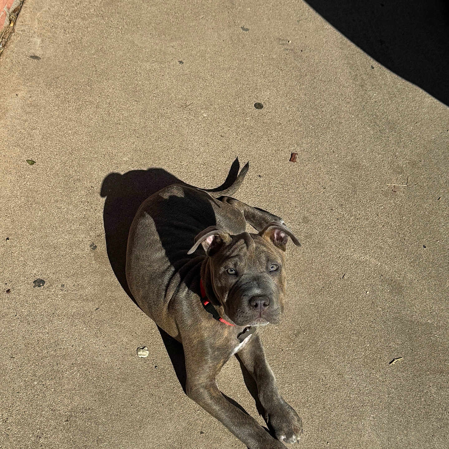 Milo is registered to the contest to win money with this photo: accessories, animal, boxer, bulldog, canine, dog, frenchbulldog, hound, leash, machine, path, pet, pitbull, pug, puppy, sidewalk, spoke, strap, terrier, walkway