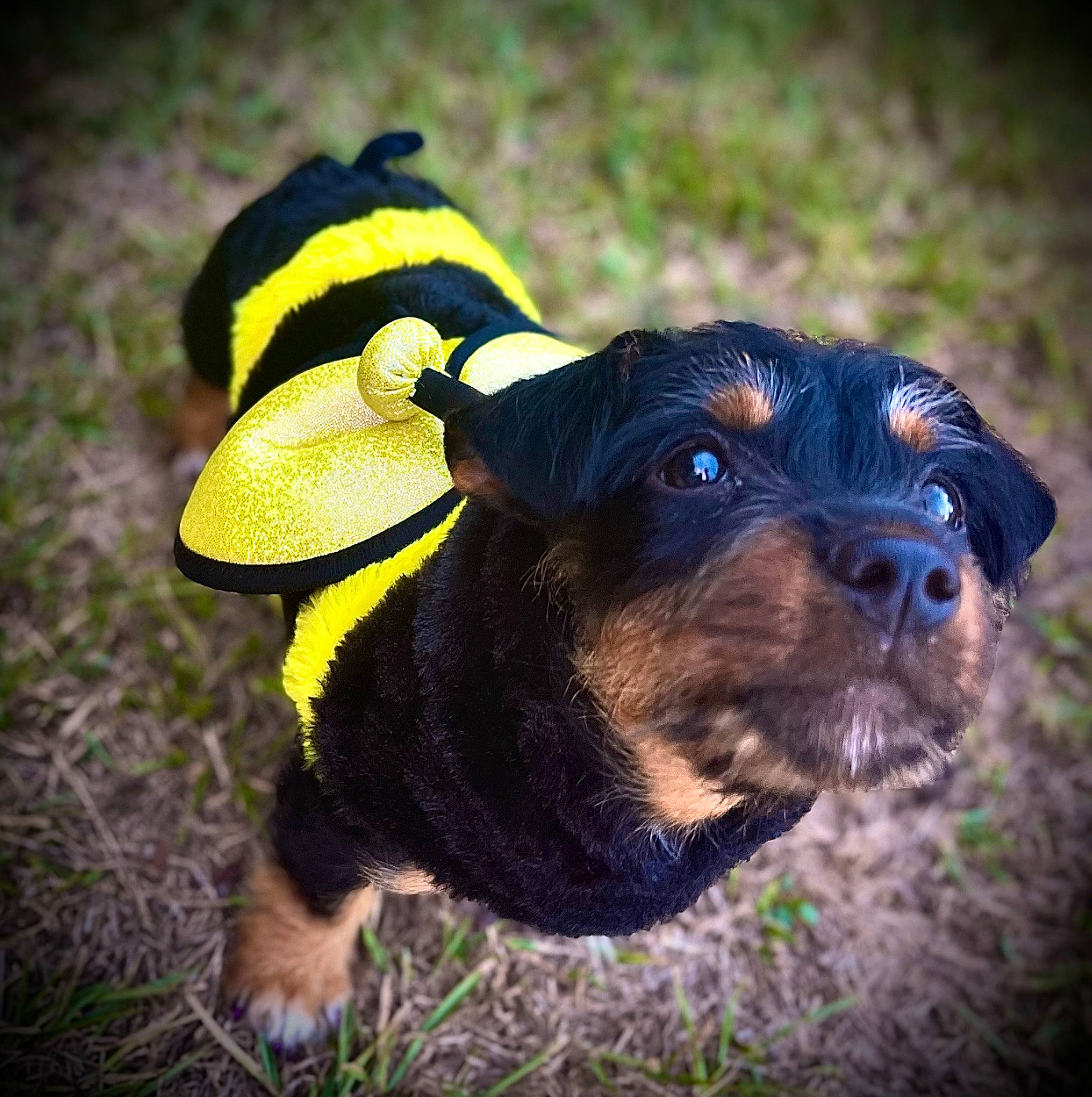 Acelynn joined the competition — help win amazing prizes! canidae, carnivore, collar, companion_dog, dog, dog_breed, dog_clothes, dog_collar, dog_supply, electric_blue, fashion_accessory, fawn, grass, personal_protective_equipment, pet_supply, snout, sporting_group, terrestrial_animal, toy_dog, working_animal