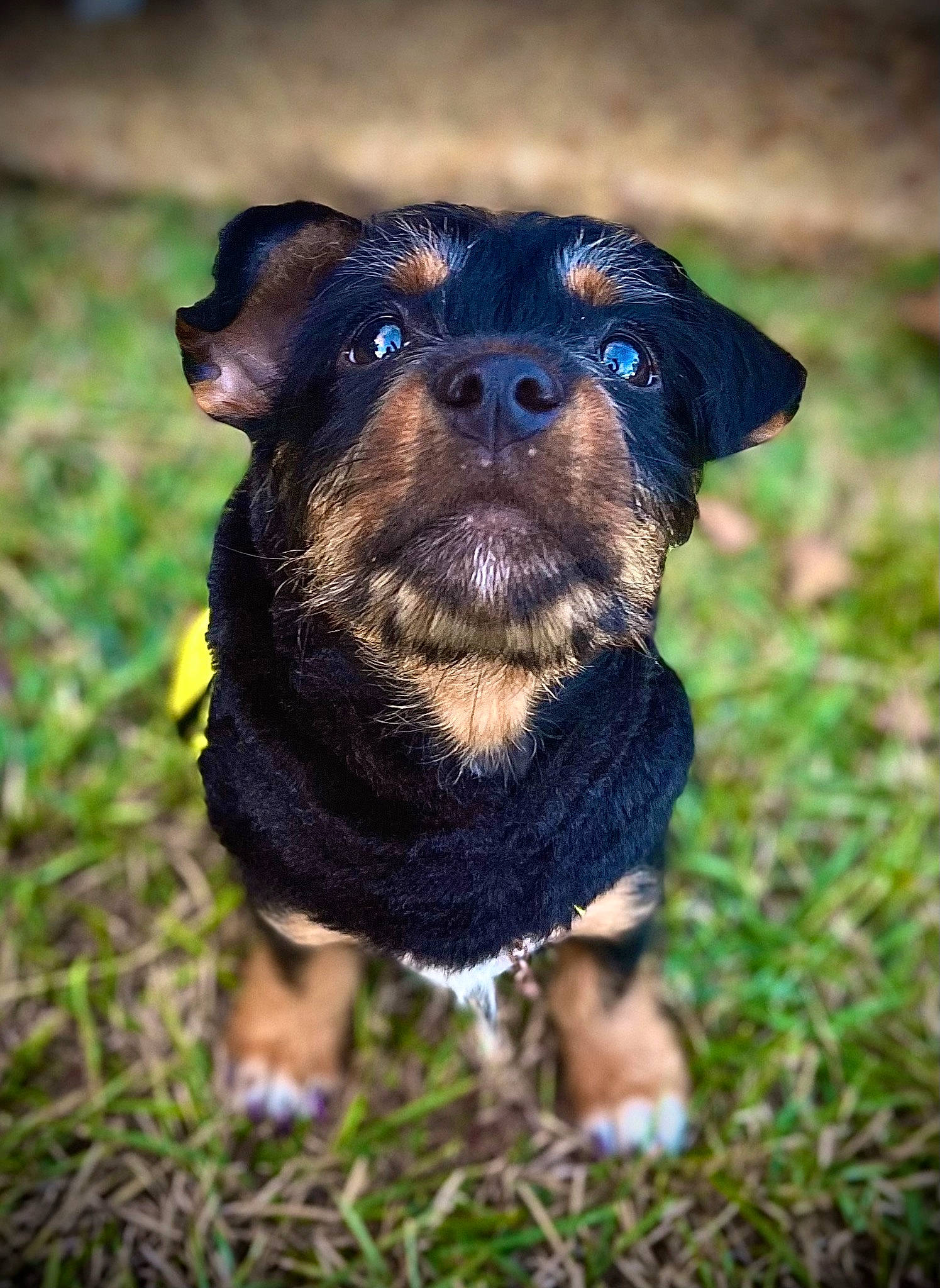 Acelynn is registered to the contest to win money with this photo: canidae, carnivore, companion_dog, dog, dog_breed, electric_blue, fawn, fur, grass, guard_dog, non_sporting_group, plant, puppy, snout, sporting_group, terrestrial_animal, toy_dog, whiskers, working_animal, working_dog