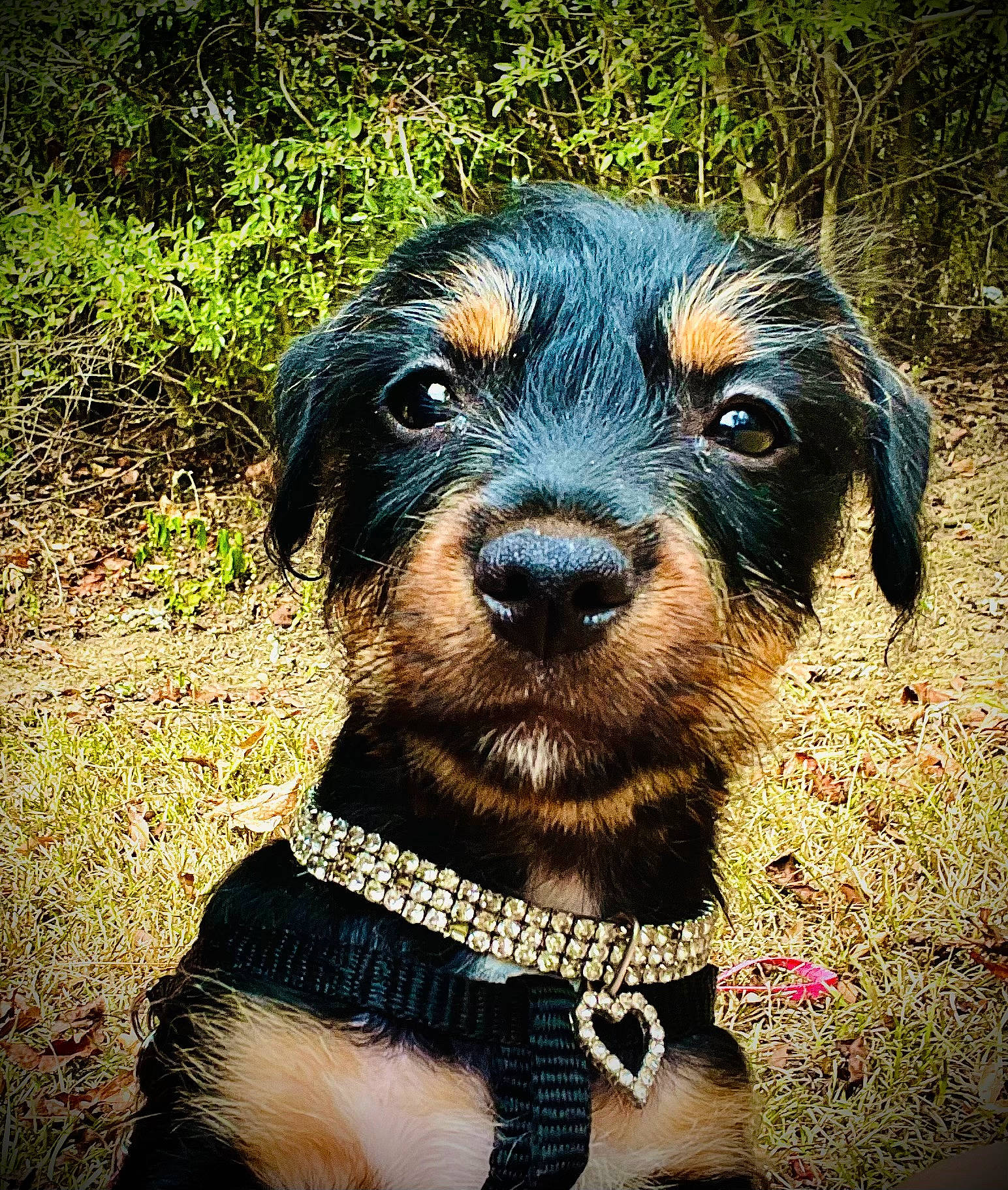 Acelynn joined the competition — help win amazing prizes! canidae, carnivore, circle, collar, companion_dog, dog, dog_breed, dog_collar, electric_blue, grass, hunting_dog, personal_protective_equipment, plant, puppy, snout, sporting_group, terrestrial_animal, whiskers, working_animal, working_dog