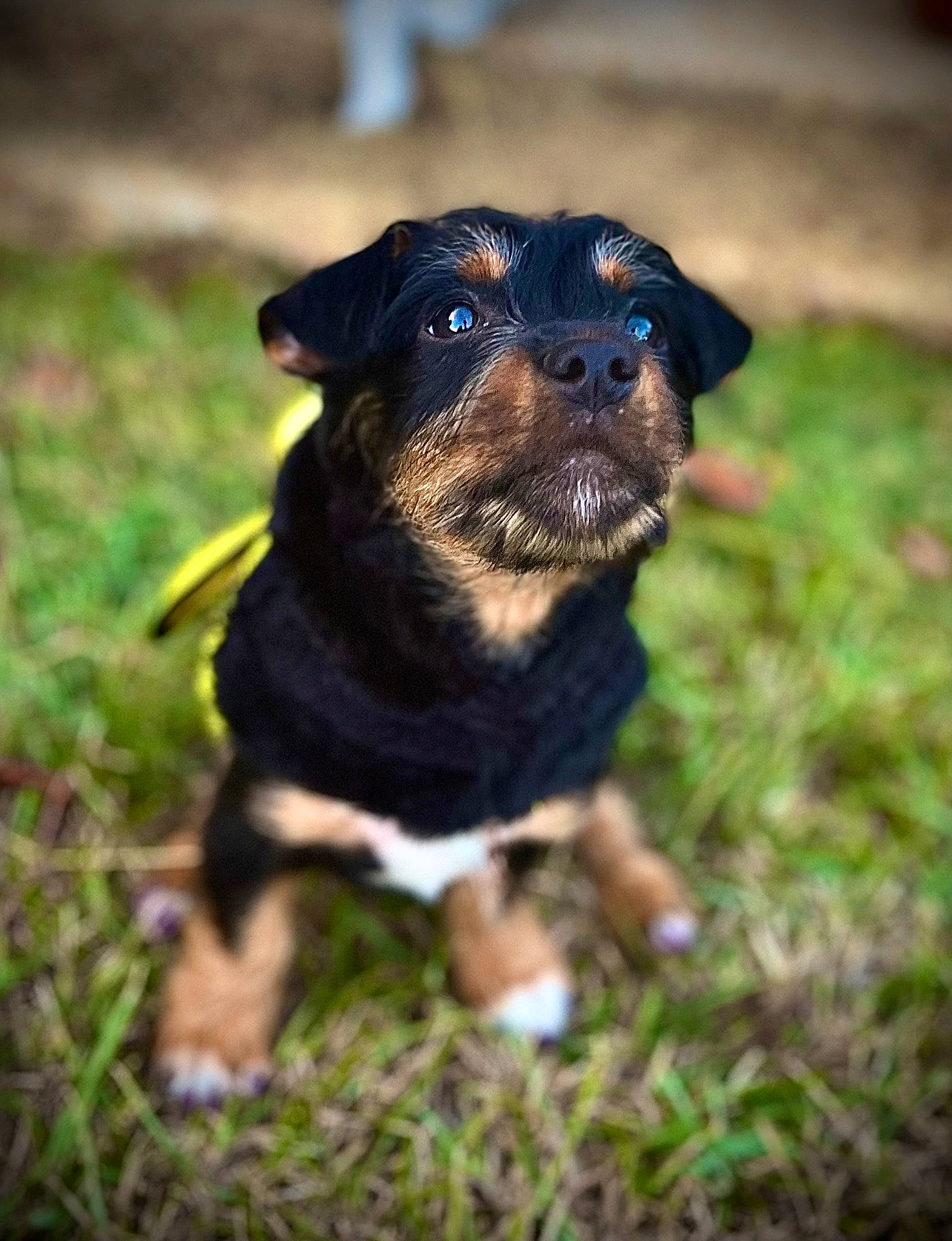 Acelynn joined the competition — help win amazing prizes! canidae, carnivore, companion_dog, dog, dog_breed, electric_blue, fawn, fur, grass, guard_dog, plant, puppy, snout, sporting_group, terrestrial_animal, terrier, toy_dog, whiskers, working_animal, working_dog