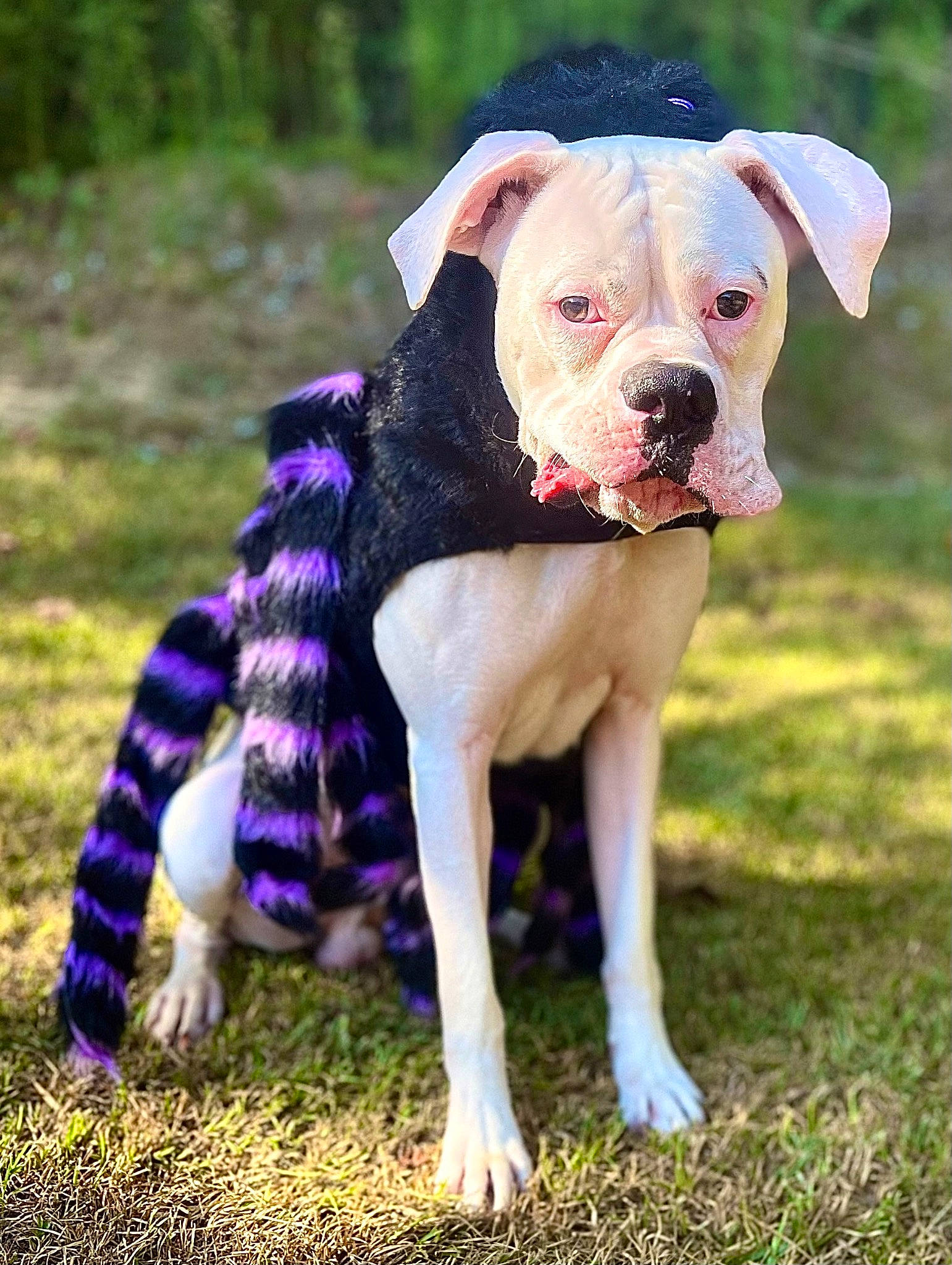 Waylon joined the competition — help win amazing prizes! canidae, carnivore, collar, companion_dog, dog, dog_breed, dog_collar, dog_supply, electric_blue, fawn, grass, pet_supply, pink, plant, snout, sporting_group, tail, tree, working_animal, working_dog