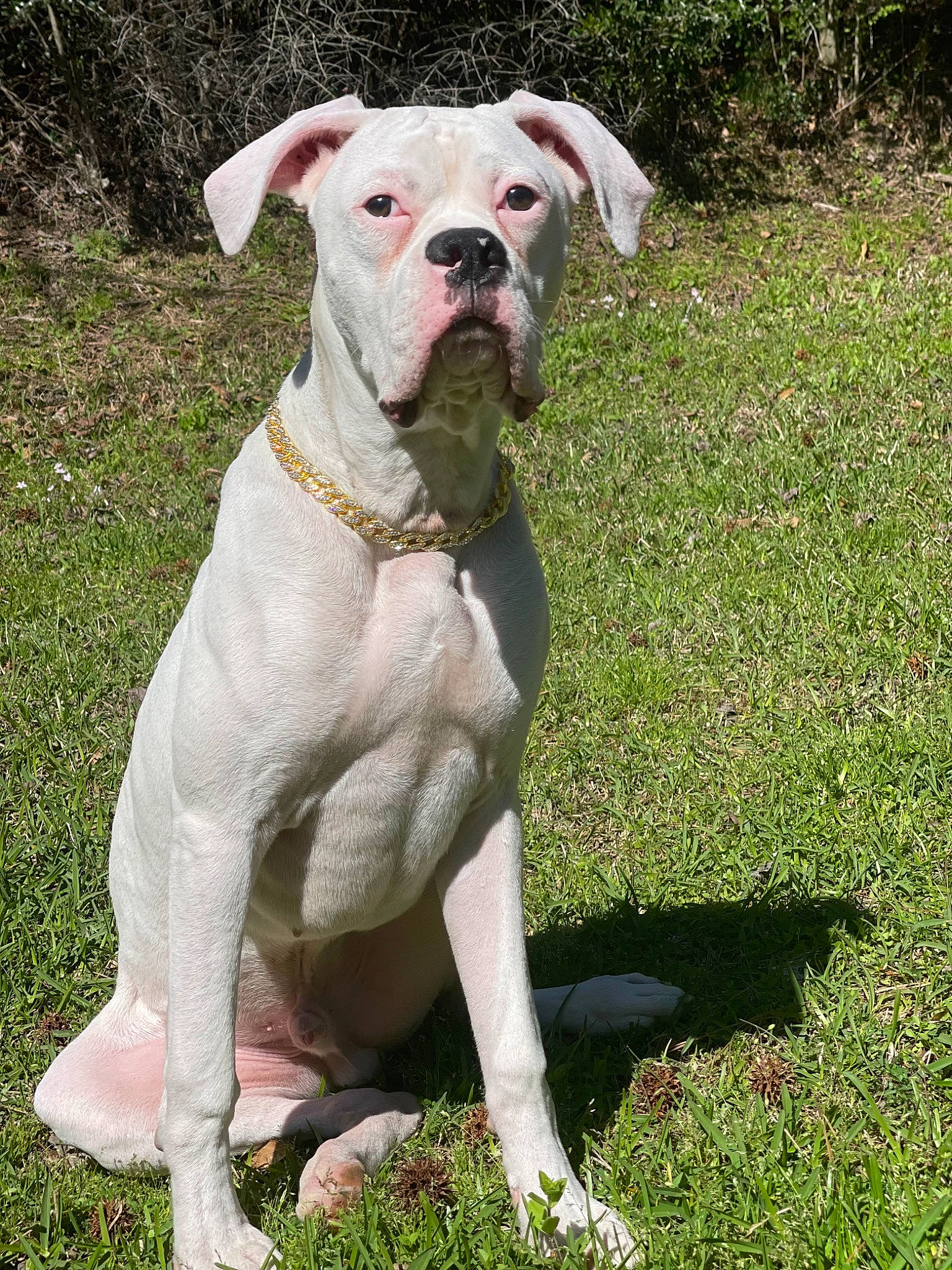 Waylon is registered to the contest to win money with this photo: boxer, canidae, carnivore, collar, companion_dog, dog, dog_breed, dog_collar, dog_supply, dogo_guatemalteco, fawn, grass, pet_supply, plant, snout, sporting_group, tail, working_animal, working_dog, wrinkle