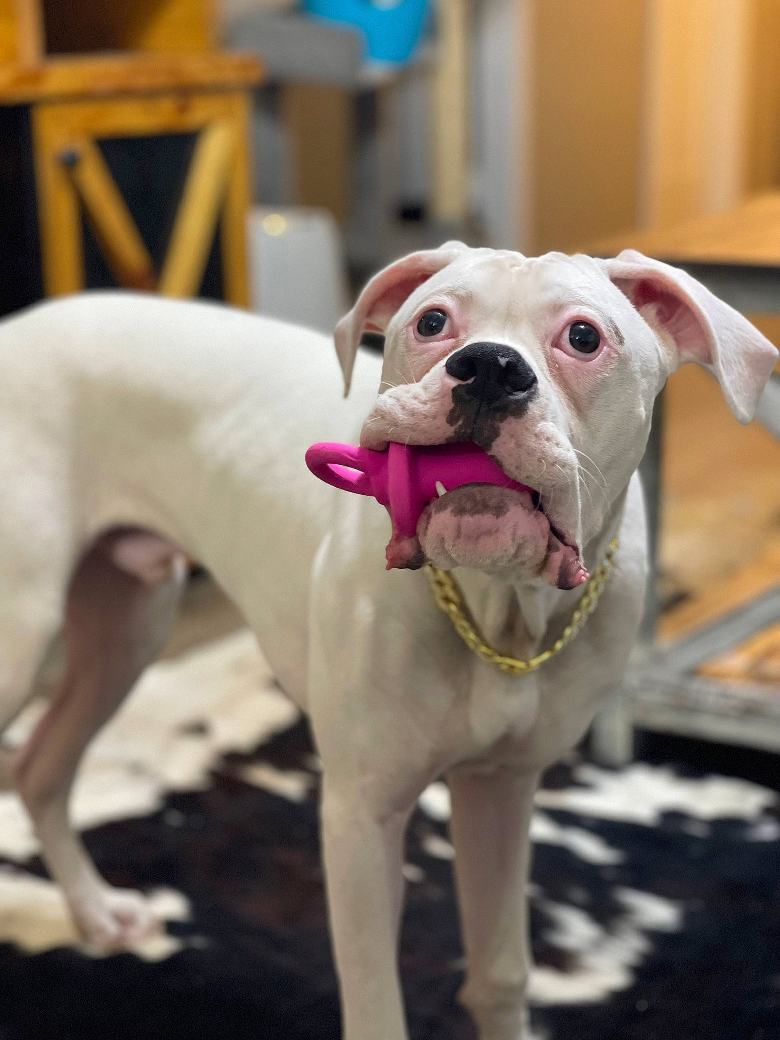 Waylon is registered to the contest to win money with this photo: canidae, carnivore, chair, collar, companion_dog, dog, dog_breed, dog_collar, dog_supply, fawn, leash, non_sporting_group, pet_supply, snout, sporting_group, tail, whiskers, working_animal, working_dog, wrinkle