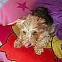 Princess is registered to the contest to win money with this photo: dog, pet, lying_down, blanket, purple_blanket, colorful, star_pattern, cute, fur, tongue_out, cozy, indoors, small_dog, animal, resting, playful, nose_lick, home, comfort, relaxed