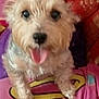 Princess is registered to the contest to win money with this photo: dog, pet, tongue_out, cute, furry, animal, indoor, pink, purple, fabric, close_up, blurred, small_dog, canine, fluffy, looking_up, happy, companion, domestic_animal, portrait