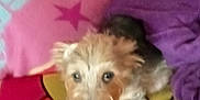 Princess joined the competition — help win amazing prizes! dog, puppy, blanket, pillow, colorful, fur, pet, cute, indoor, resting, small, animal, cozy, soft, looking_up, curious, lying_down, fabric, bed, home
