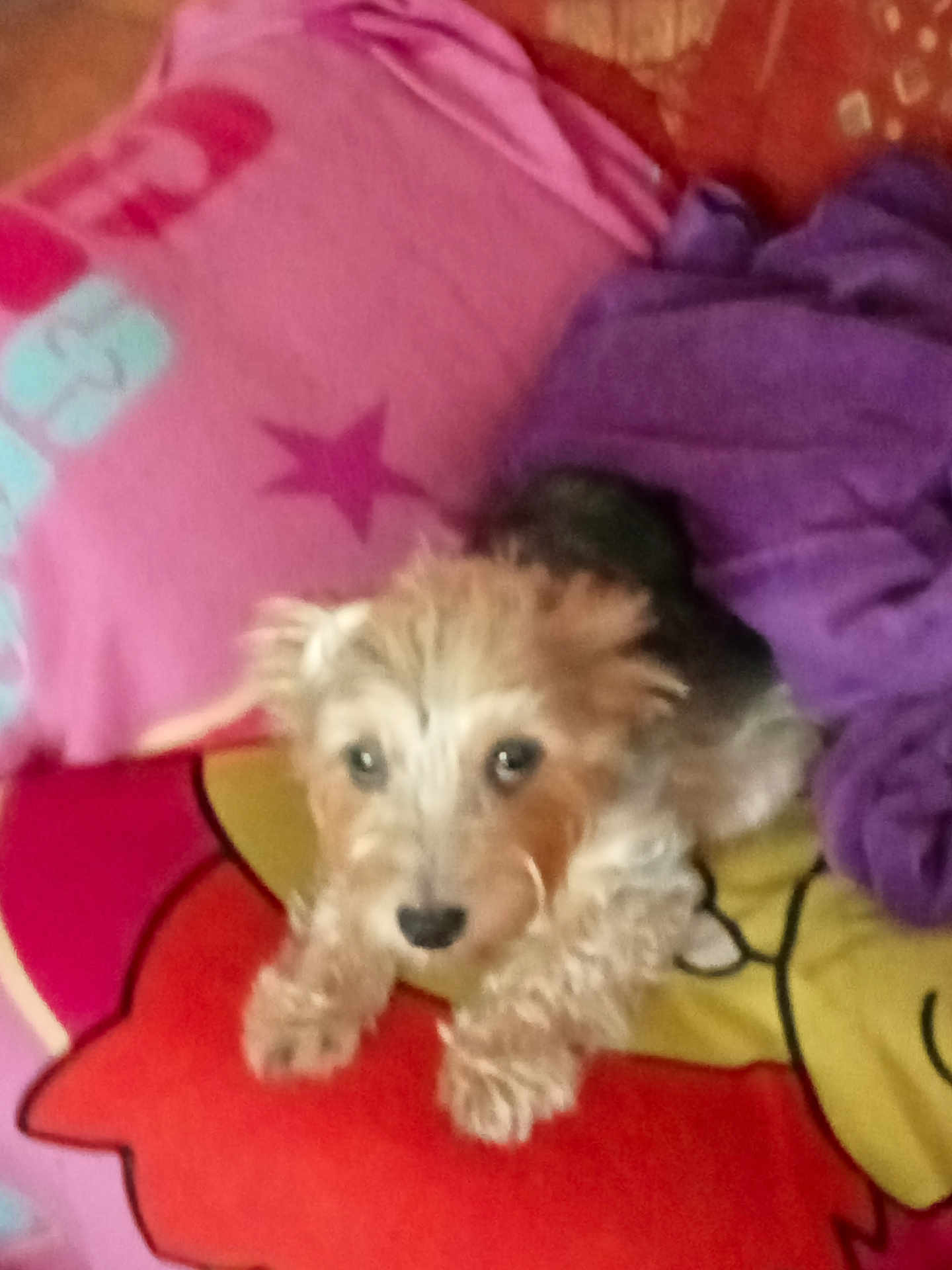 Princess