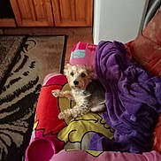 Princess is registered to the contest to win money with this photo: dog, blanket, couch, purple_blanket, water_bowl, wooden_cabinet, rug, indoor, pet, small_dog, fur, cozy, resting, colorful_blanket, living_room, comfort, animal, home, furniture, domestic