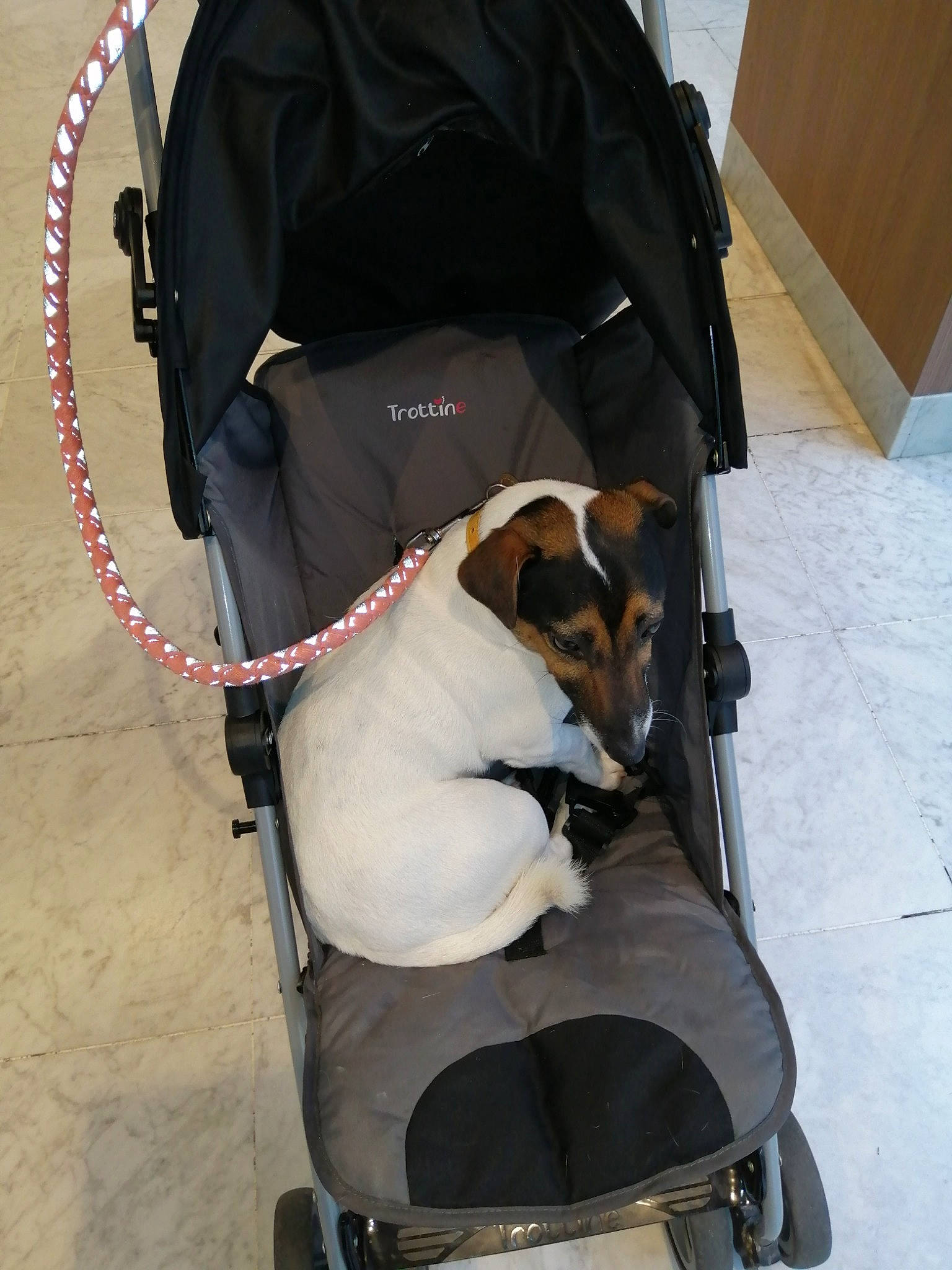 Mango participe au concours pour gagner de l'argent avec cette photo : baby_carriage, baby_products, canidae, companion_dog, dog_breed, leash, product