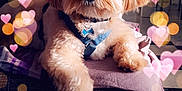 Nouky a rejoint le concours — aidez-le/la à gagner de superbes lots ! carnivoran, cavapoo, cockapoo, companion_dog, dog, dog_breed, dog_like_mammal, mammal, puppy, puppy_love, skin, snout, vertebrate
