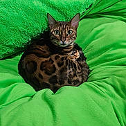 Sonic joined the competition — help win amazing prizes! bengal_cat, cat, pet, animal, fur, green_blanket, cozy, indoor, resting, curled_up, tabby, eyes, whiskers, soft_texture, comfort, cute, mammal, feline, relaxation, close_up