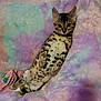 Tails is registered to the contest to win money with this photo: kitten, cat, animal, pet, feline, spotted, lying_down, blanket, pastel_colors, soft_texture, cute, cozy, relaxed, indoor, young, fur, whiskers, ears, paws, looking_at_camera