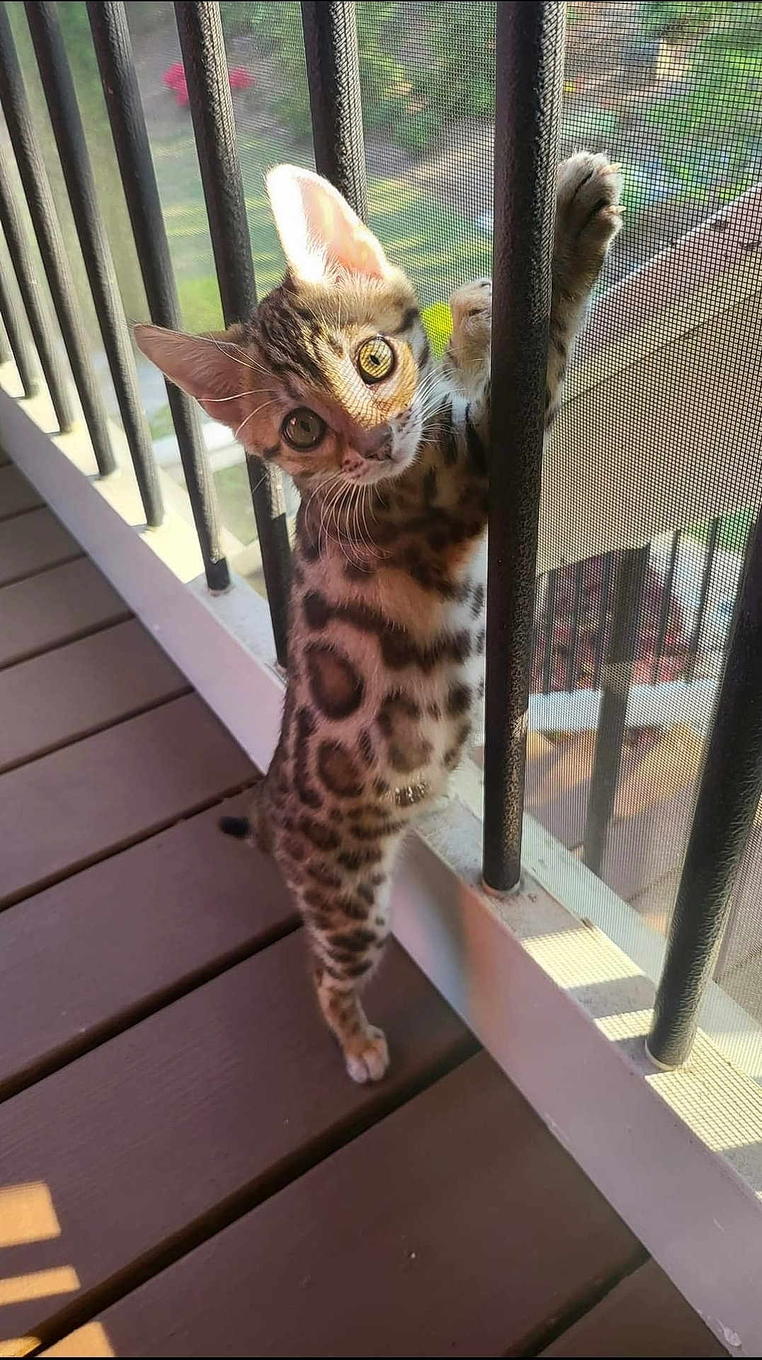 Tails is registered to the contest to win money with this photo: kitten, cat, spotted, curious, balcony, railing, sunlight, shadow, pet, animal, young, feline, climbing, outdoor, wooden_floor, mesh_screen, playful, whiskers, ears, standing
