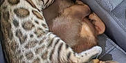 Tails joined the competition — help win amazing prizes! cat, dog, sleeping, couch, cozy, pets, snuggling, fur, resting, animal, companion, relaxation, domestic, friendship, indoor, cute, peaceful, closeup, patterned_fur, brown_dog