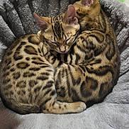 Tails is registered to the contest to win money with this photo: cat, kitten, sleeping, snuggling, fur_pattern, spotted, cozy, bed, pet, animal, cute, resting, domestic_cat, feline, two_animals, companion, soft_texture, curled_up, indoor, peaceful