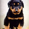 Usher Et Drake a rejoint le concours — aidez-le/la à gagner de superbes lots ! adorable, animal, black, cute, dog, domestic_animal, fluffy, front_view, fur, looking_at_camera, mammal, outdoor, pet, portrait, puppy, sitting, straw, tan, young, young_dog