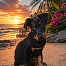 puppy, dog, beach, sunset, sand, tropical, palm_tree, flowers, nature, outdoor, cute, animal, pet, sunlight, scenic, sky, clouds, coast, water, rock