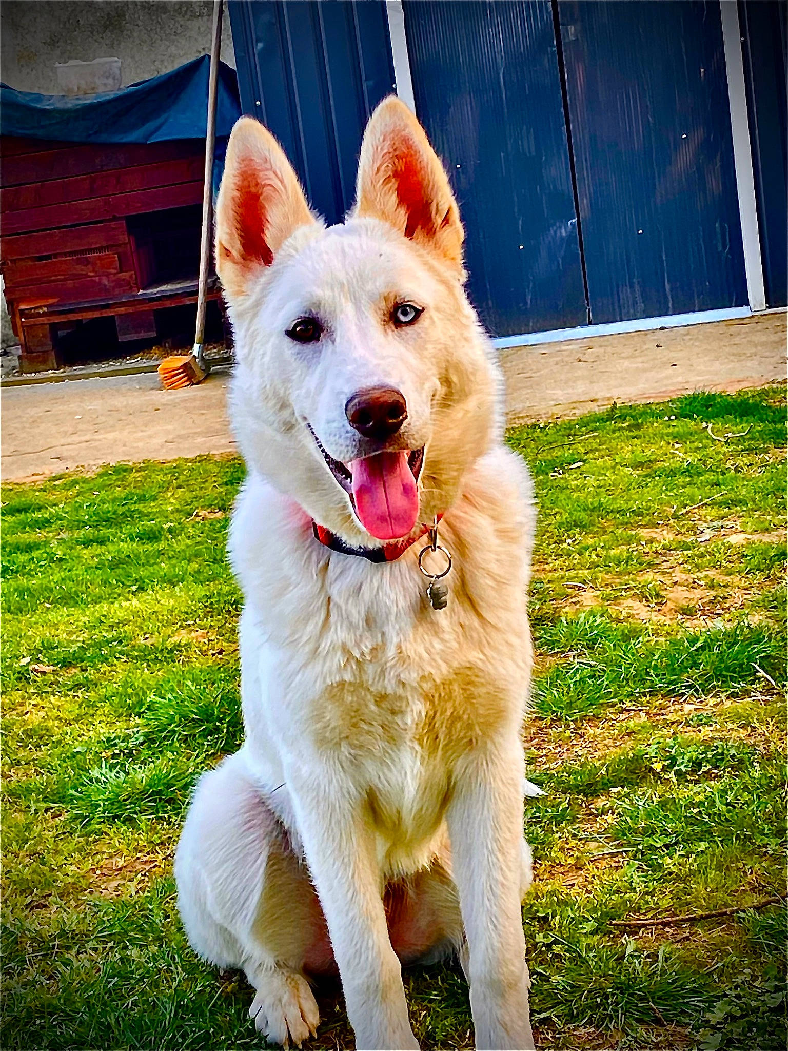 Rio a rejoint le concours — aidez-le/la à gagner de superbes lots ! ancient_dog_breeds, bench, canidae, carnivore, collar, companion_dog, dog, dog_breed, fang, fur, grass, happy, herding_dog, mudi, plant, recreation, snout, sporting_group, tail, working_dog