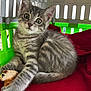 kitten, gray_tabby, cat, pet_carrier, red_blanket, toy_mouse, indoor, young_animal, cute, curious, whiskers, fur, playful, paw, relaxed, small_animal, domestic_cat, striped, close_up, resting
