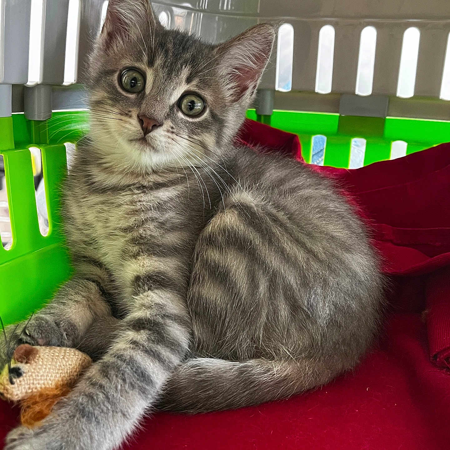 Tiakola participe au concours pour gagner de l'argent avec cette photo : cat, close_up, curious, cute, domestic_cat, fur, gray_tabby, indoor, kitten, paw, pet_carrier, playful, red_blanket, relaxed, resting, small_animal, striped, toy_mouse, whiskers, young_animal