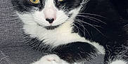 Shelby participe au concours pour gagner de l'argent avec cette photo : cat, black_and_white_cat, yellow_eyes, paw, pink_paw_pads, feline, pet, indoor, couch, gray_couch, fur, whiskers, relaxed, animal, close_up, mammal, domestic_animal, resting, cute, portrait