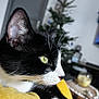 cat, black_and_white, close_up, yellow_blanket, indoor, pet, whiskers, feline, cute, domestic_cat, face, green_eyes, paw, cozy, living_room, christmas_tree, blurred_background, soft_light, fur, relaxation