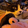 cat, black_and_white, yellow_eyes, fluffy, plush_toy, pink, indoor, living_room, blurred_background, pet, fur, close_up, startled, animal, whiskers, cute, cozy, domestic, soft, toy