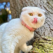 Lily Rose participe au concours pour gagner de l'argent avec cette photo : animal, cat, closeup, collar, curious, cute, ears, fluffy, fur, licking, moss, nature, outdoor, pet, portrait, tongue, tree, whiskers, white_cat, yellow_eyes