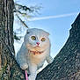 Lily Rose a rejoint le concours — aidez-le/la à gagner de superbes lots ! animal, branches, cat, closeup, collar, curious, cute, daylight, fur, leash, mammal, nature, outdoor, pet, portrait, sky, tree, whiskers, white_cat, yellow_eyes