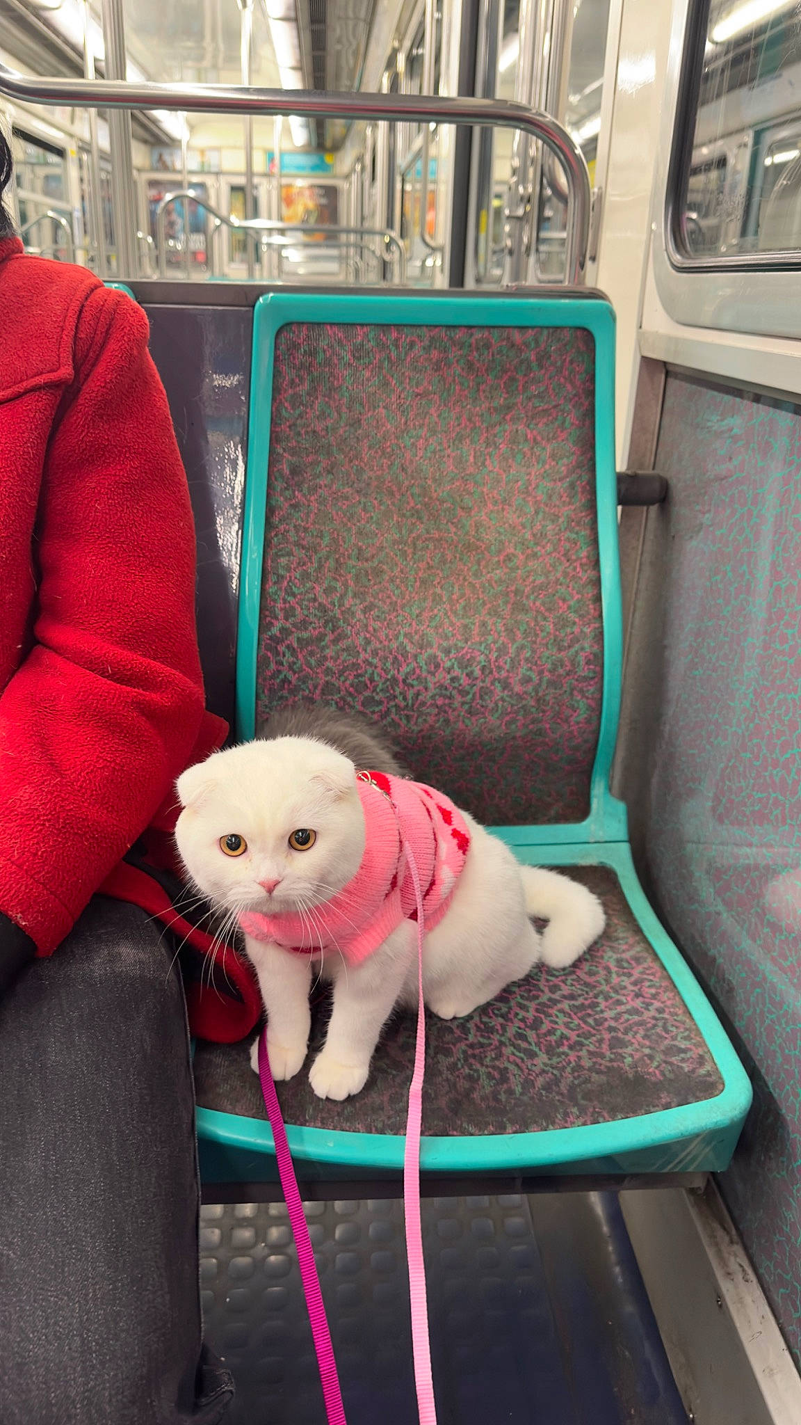 Lily Rose a rejoint le concours — aidez-le/la à gagner de superbes lots ! canidae, carmine, carnivore, companion_dog, dog_breed, fawn, felidae, fur, green, motor_vehicle, public_transport, sitting, small_to_medium_sized_cats, snout, sporting_group, stuffed_toy, tail, toy, vehicle, whiskers